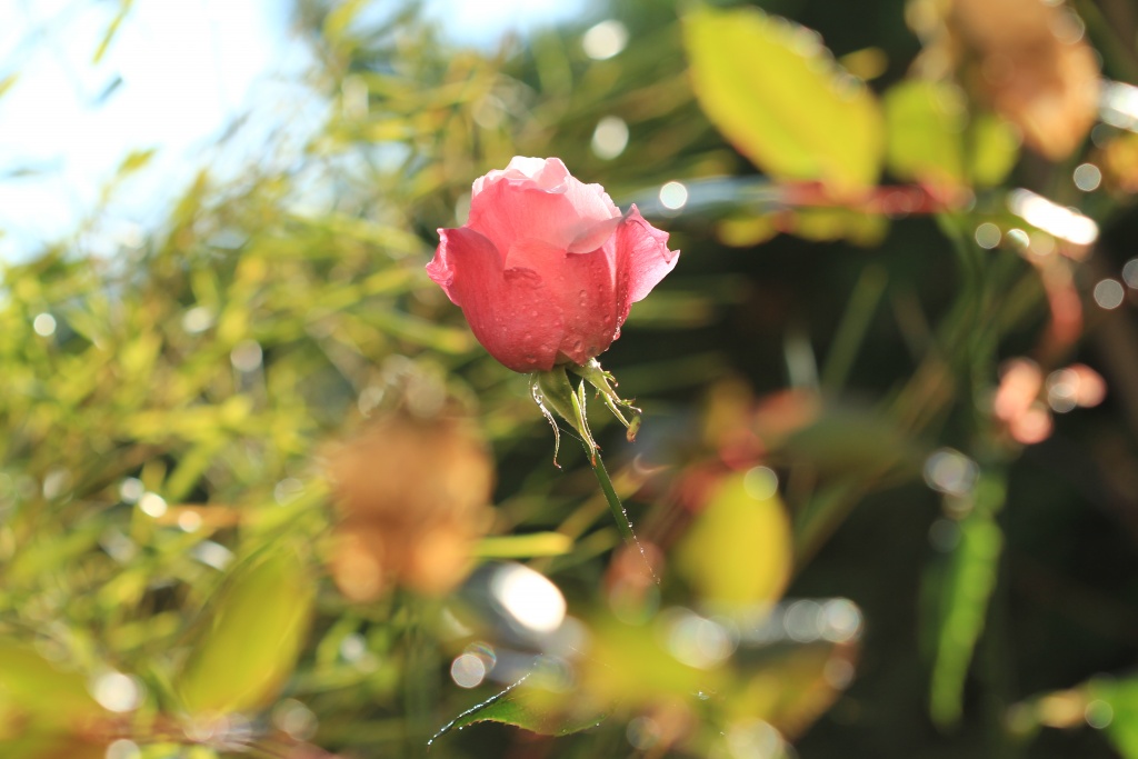 Naissance-img_4927.jpg