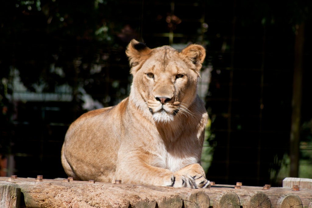 18-70mm-dsc_2021.jpg