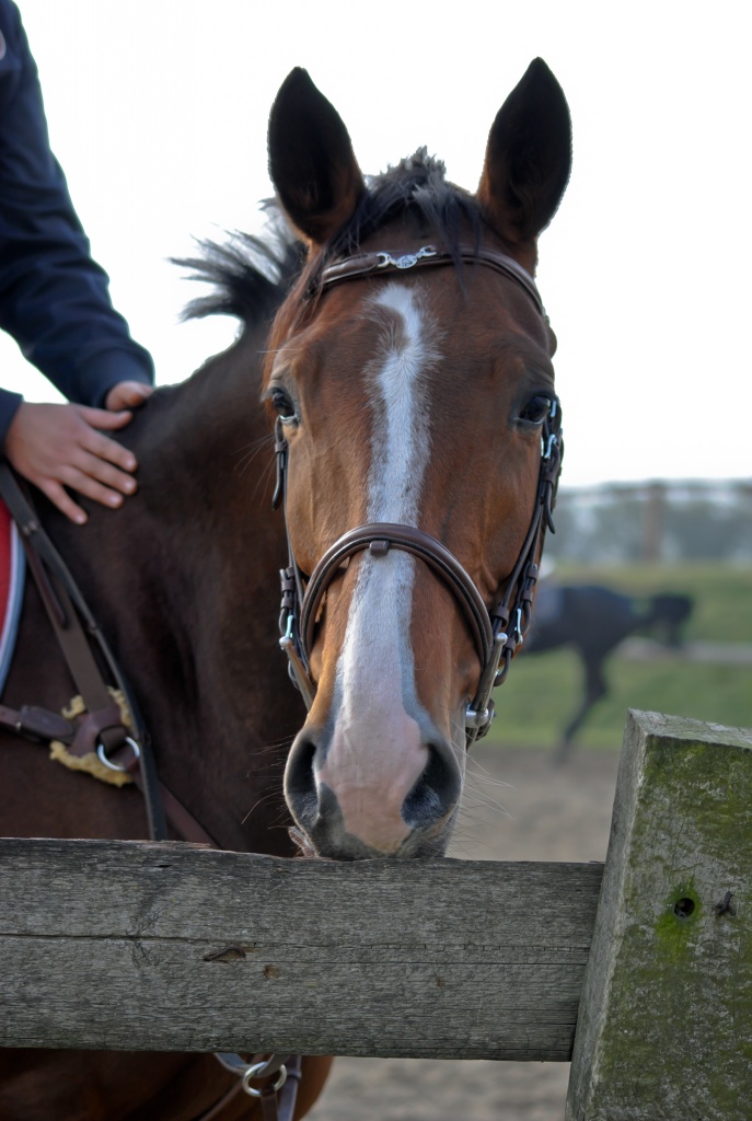 18-70mm-_dsc4284.jpg