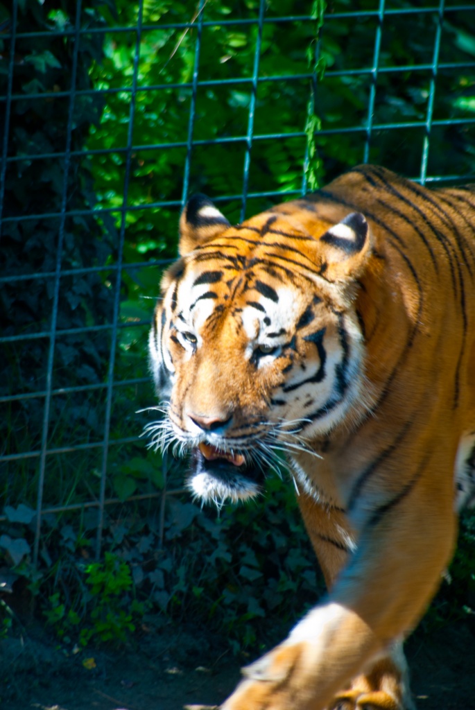 18-70mm-dsc_1952.jpg