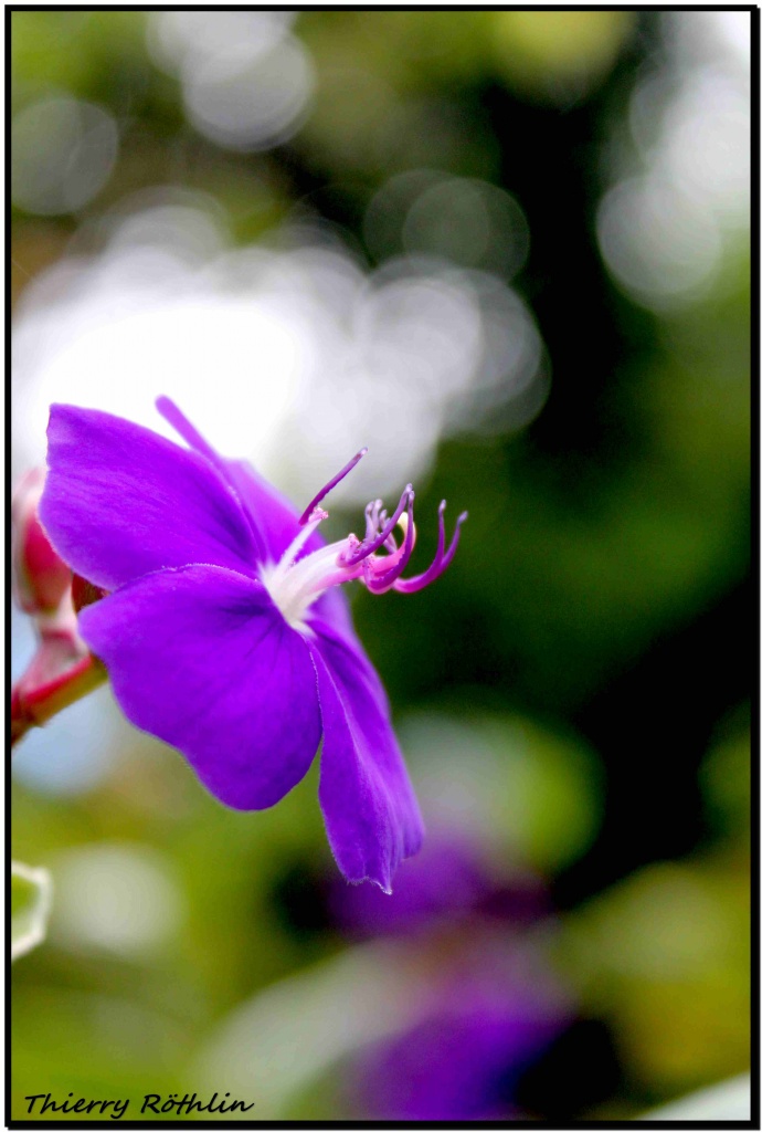 -fleur-1727-296-c-s-.jpg
