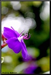 -fleur-1727-296-c-s-.jpg