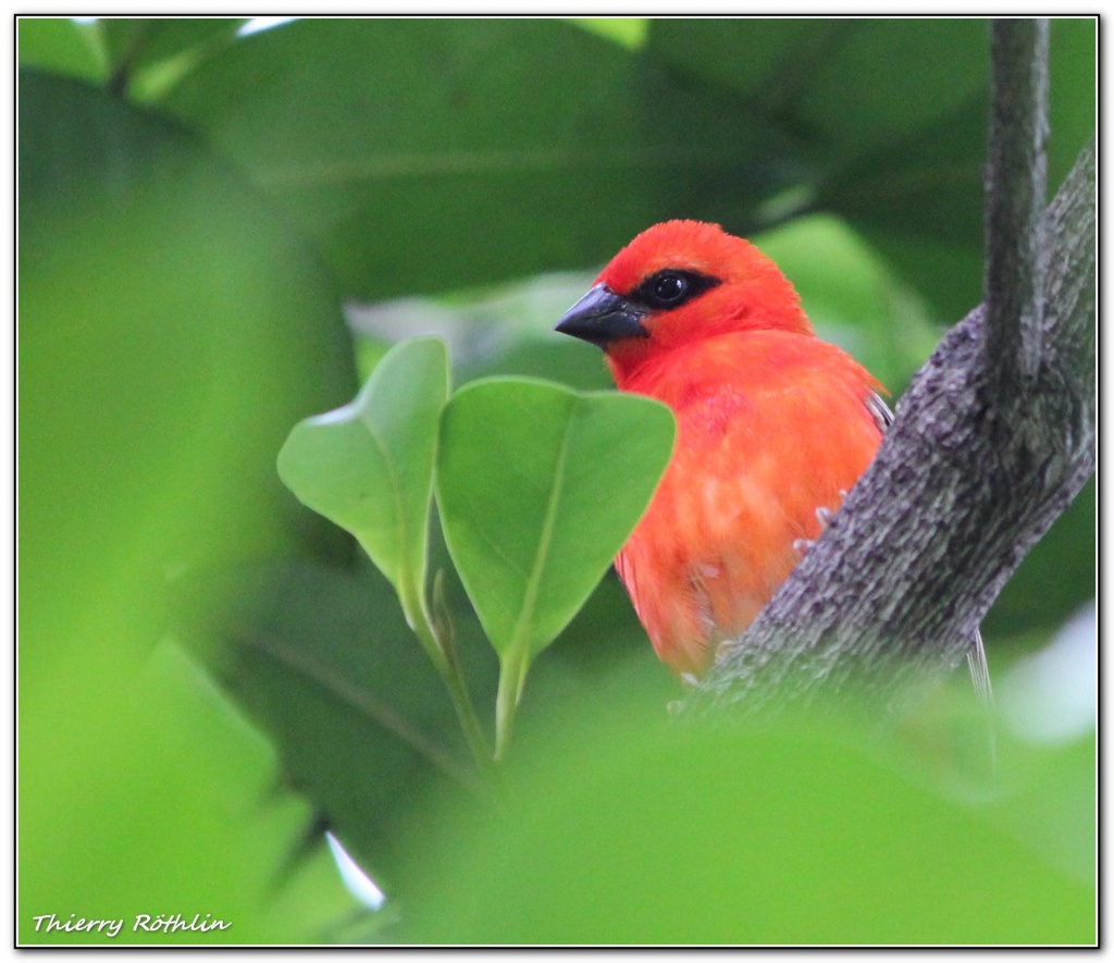 -cardinal-cacher.jpg