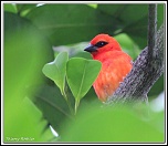 -cardinal-cacher.jpg