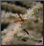 -bataille-guepe-abeille296.jpg