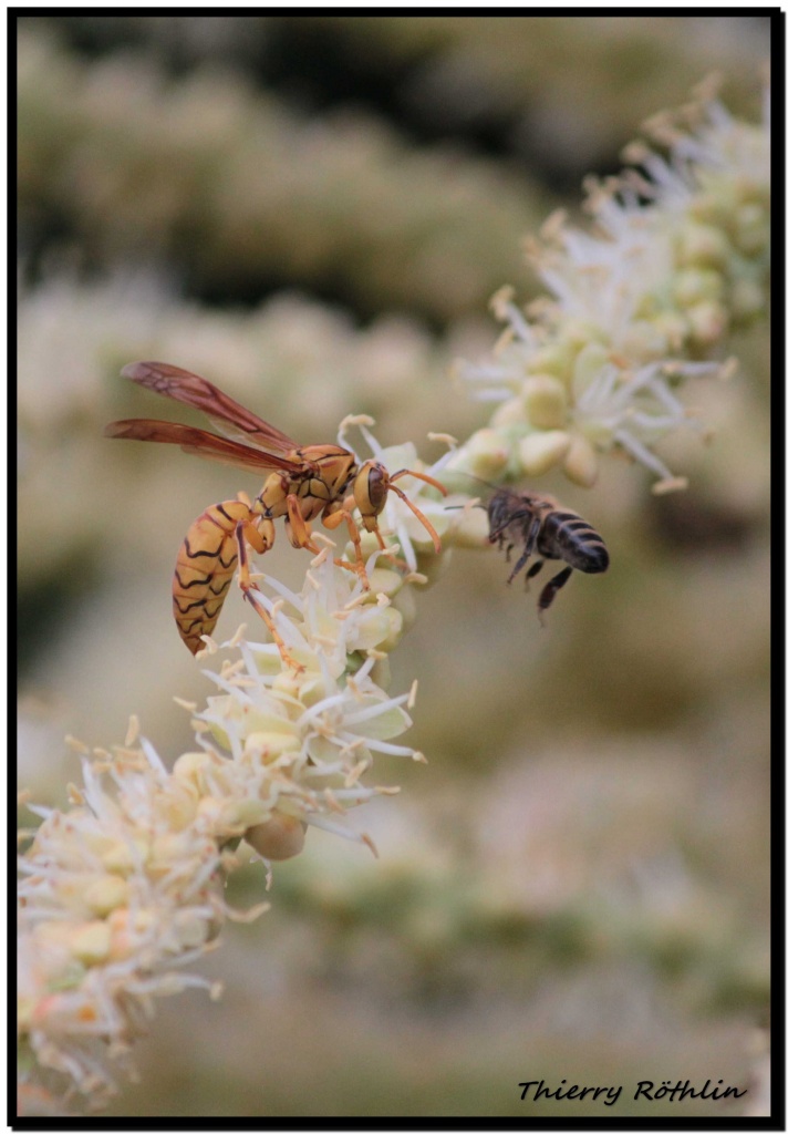-entre-guepe-et-abeille-296.jpg