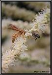 -entre-guepe-et-abeille-296.jpg