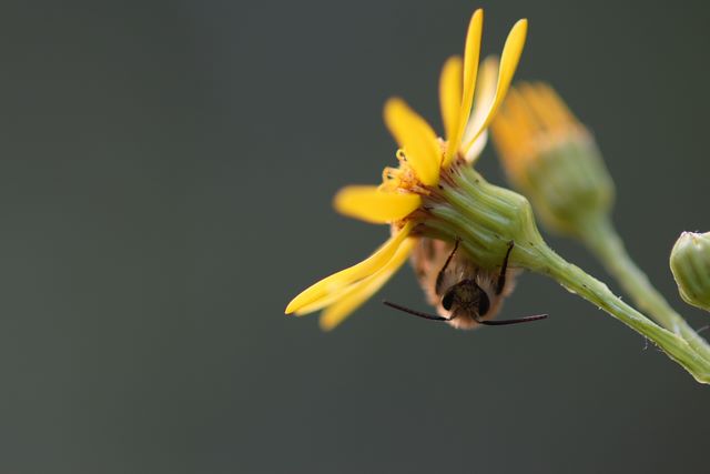 Abeille solitaire du genre Coletes s'abritant sous une fleur pour la nuit