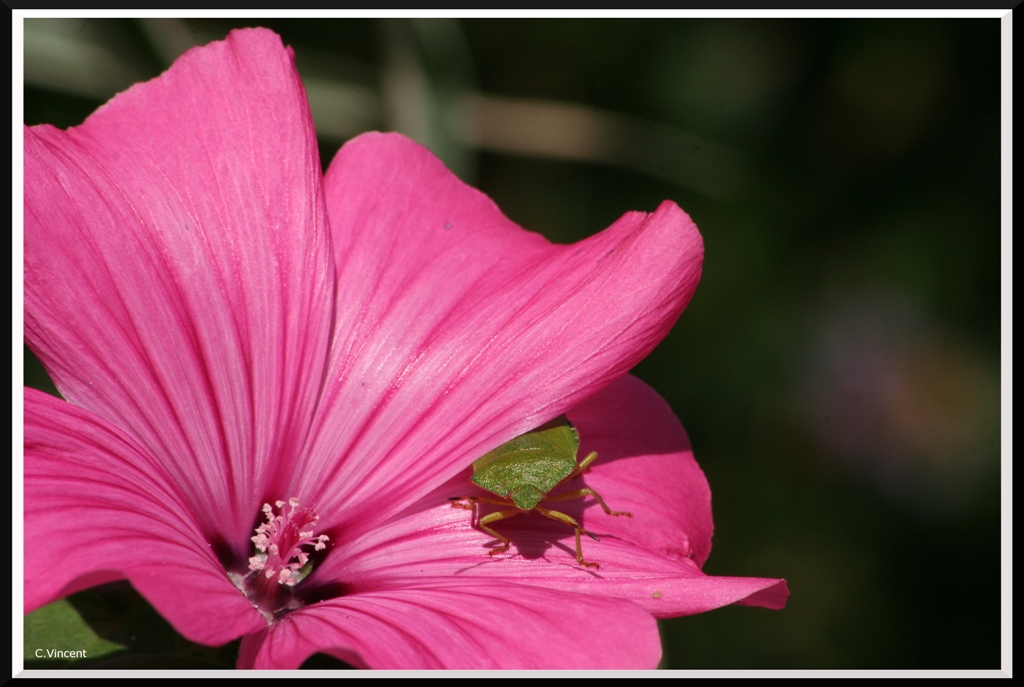Sigma 70-200 2,8 ex HSM-img_2980.jpg