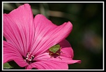 Sigma 70-200 2,8 ex HSM-img_2980.jpg