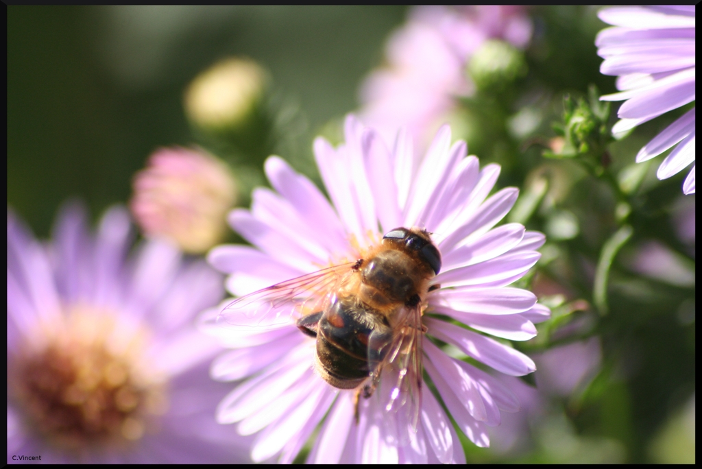 Sigma 70-200 2,8 ex HSM-img_3029.jpg