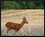 Sigma 70-200 2,8 ex HSM-img_2775.jpg