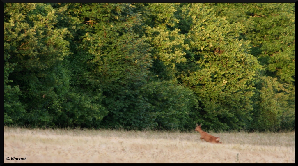 Sigma 70-200 2,8 ex HSM-img_1481.jpg