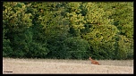 Sigma 70-200 2,8 ex HSM-img_1481.jpg