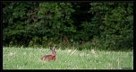 Sigma 70-200 2,8 ex HSM-img_1499.jpg