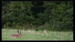 Sigma 70-200 2,8 ex HSM-img_1500.jpg