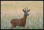 Sigma 70-200 2,8 ex HSM-1.jpg