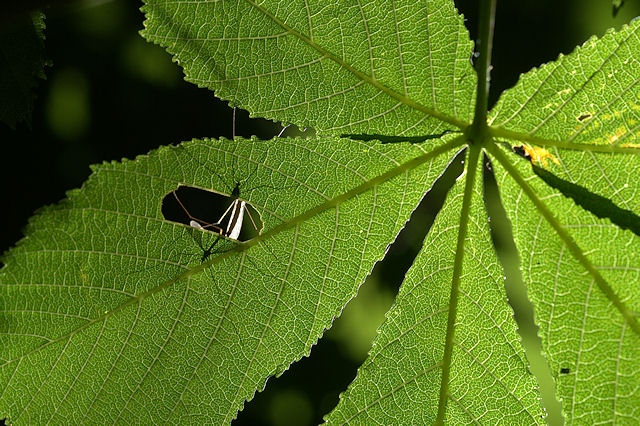 Accouplement de Tipulidae pudiquement voil derrire une feuille... rat, il y avait un trou!