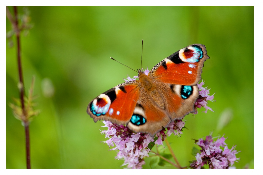 -papillon1.jpg