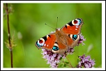 -papillon1.jpg