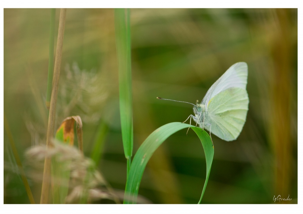 -papillon.jpg