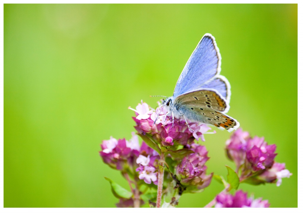 -papillon3.jpg