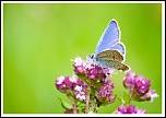 -papillon3.jpg