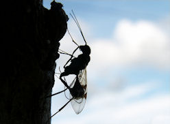 Une femelle d'Icnheumonidae perforant le bois d'un vieux piquet pour pondre un oeuf dans une larve de Longicorne...