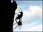 Une femelle d'Icnheumonidae perforant le bois d'un vieux piquet pour pondre un oeuf dans une larve de Longicorne...