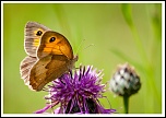 -papillon2.jpg