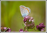 -papillon5.jpg