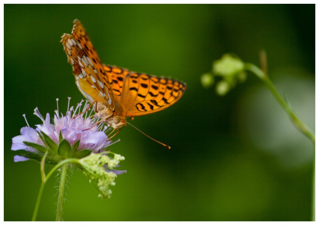 -papillon6.jpg
