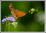-papillon6.jpg