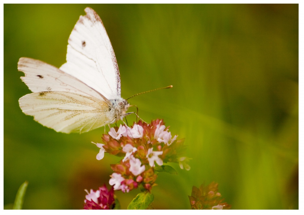 -papillon4.jpg