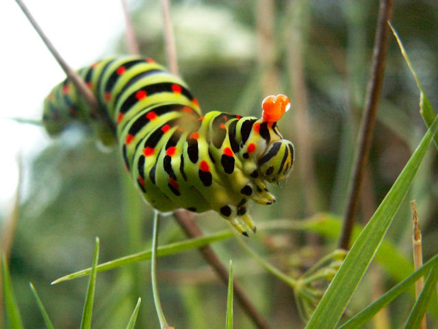 Chenille de Machaon exhibant son osmeterium, organe de dfense dgageant un odeur dsagrable. Il permet ainsi de signaler sa non-comestibilit  ceux de ses prdateurs qui n'auraient pas compris le message envoy par ses couleurs vives et contrastes.
Dommage que j'aie oubli de nettoyer mon objectif ce jour-l!