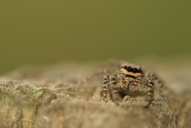 L'une des plus grosses Salticides de nos contres, Marpissa muscosa. Les Salticides font d'excellents sujets de photo car en raison de leurs yeux principaux  "rtine", leur champ de vision est restreint et les obliges  se positionner en face du photographe...