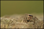 L'une des plus grosses Salticides de nos contres, Marpissa muscosa. Les Salticides font d'excellents sujets de photo car en raison de leurs yeux...