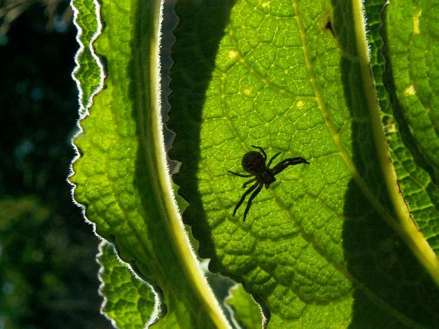 Une Thomisidae du genre Xysticus jouant les estampes japonaises