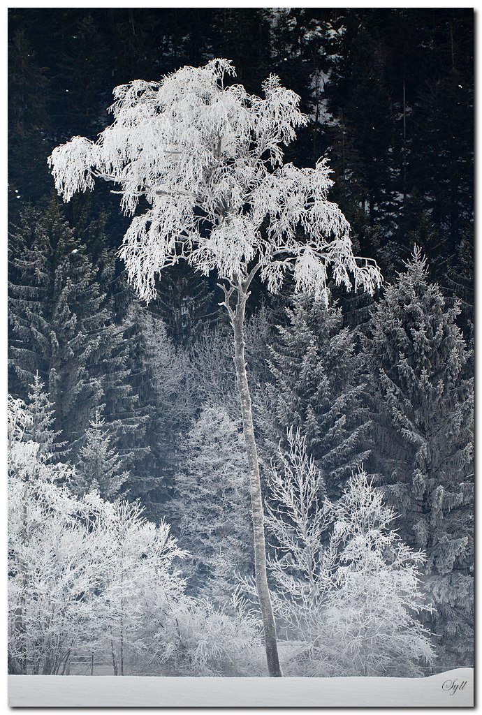70-300 Sigma APO-givre_1.jpg