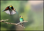 faune & nature d'Algerie