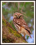 Mise en ligne de vos photos-chouette-hulotte-cadre.jpg