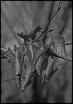 70-300 Sigma APO-img_0039.jpg