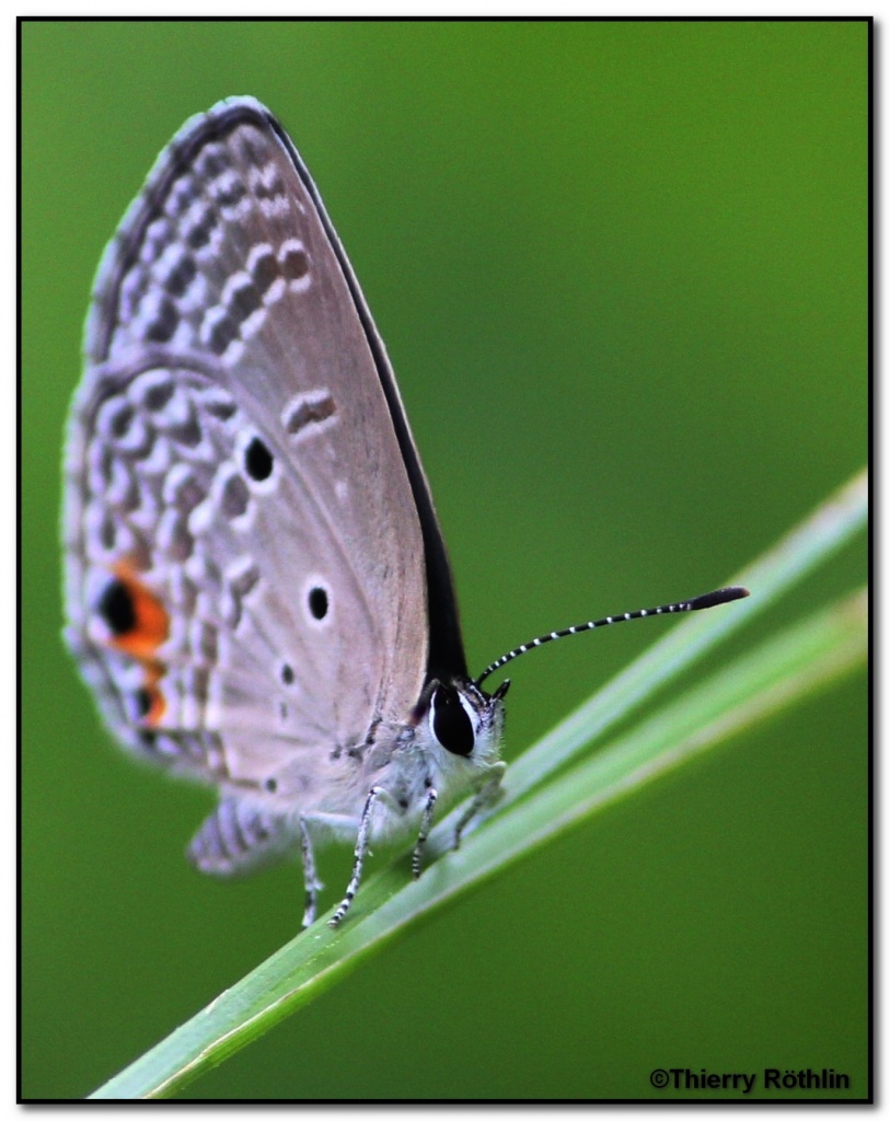 -zoom-papillon.jpg