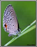 -zoom-papillon.jpg