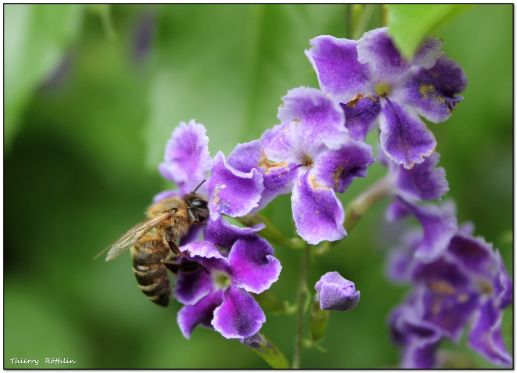 -abeille2.jpg