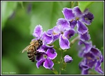 -abeille2.jpg