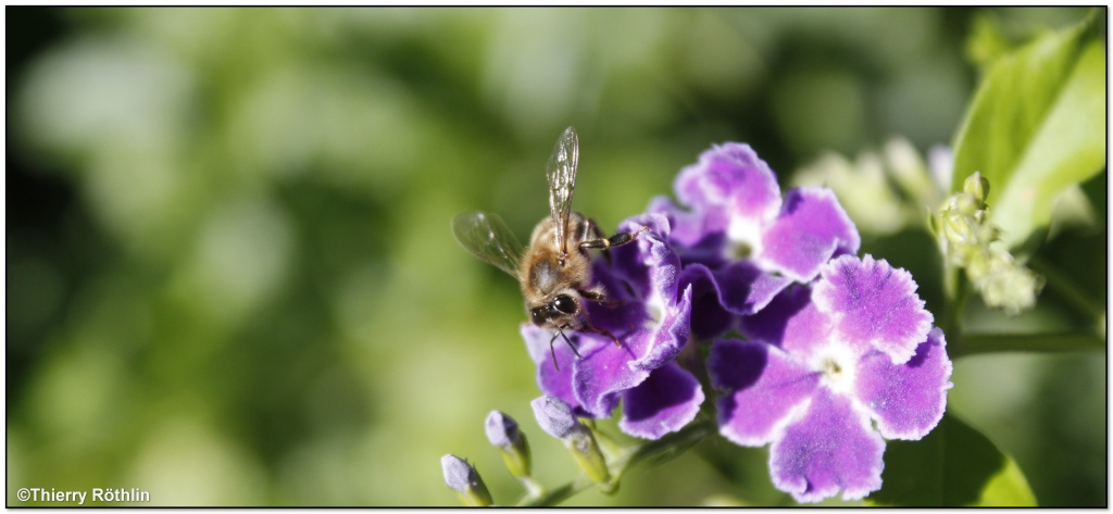 -abeille8.jpg