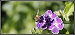 -abeille8.jpg