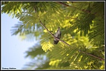 -oiseau.jpg