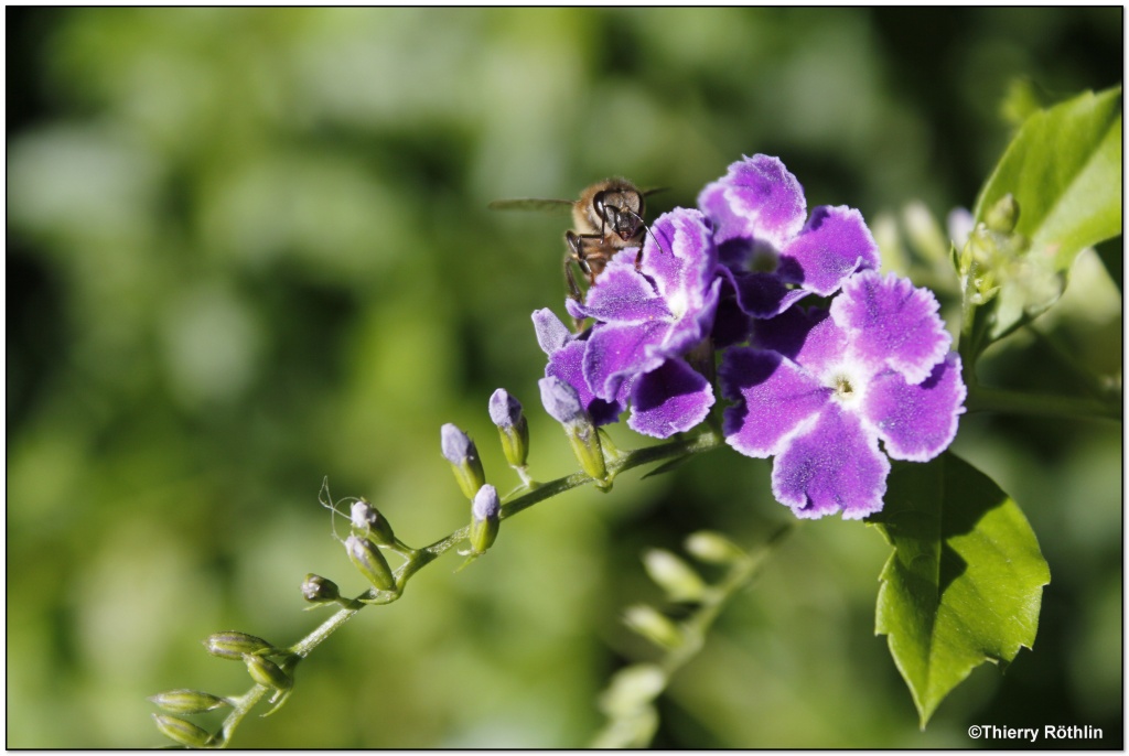 -abeille6.jpg